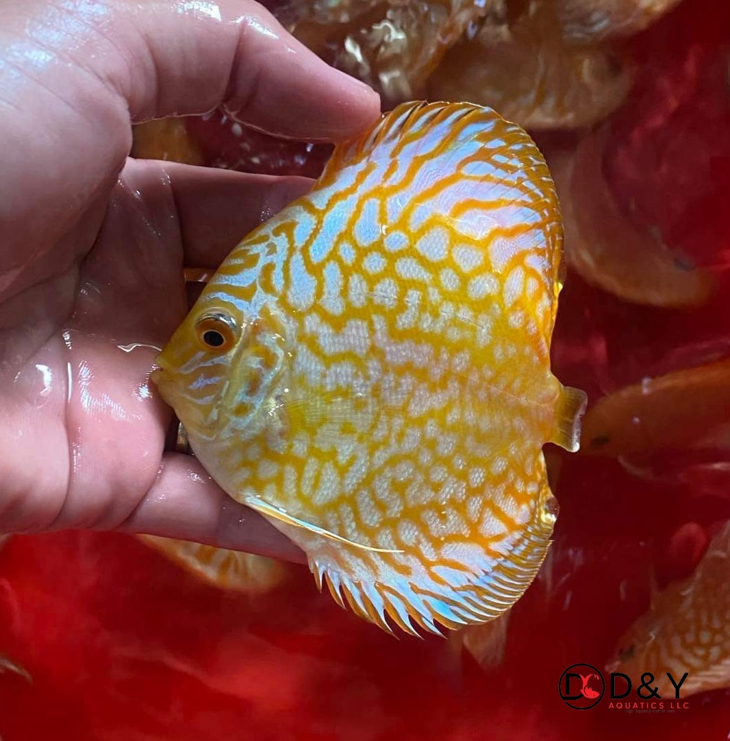 X1 Live Discus Fish - Golden Pigeon  Discus - Size 3.5in - 4in + USA Stock