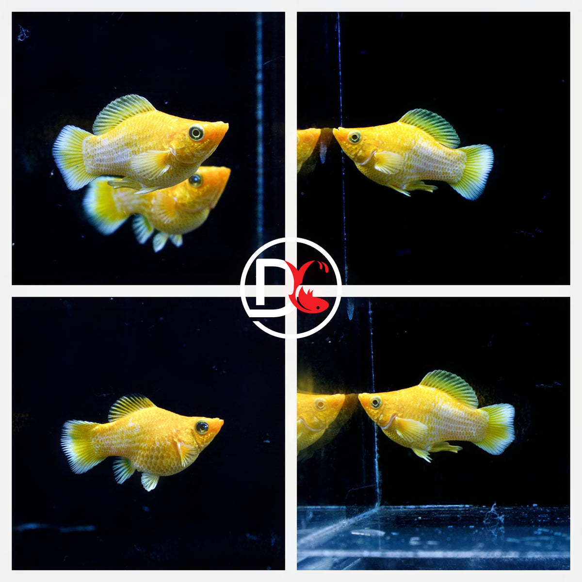 Live Molly Fish - Golden Lemon Ballon Roundtail