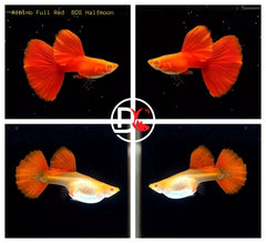 1 Pair - Live Guppy Fish - Albino Full Red Big Dorsal