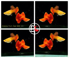 1 Pair - Live Guppy Fish - Albino Full Red Big Dorsal